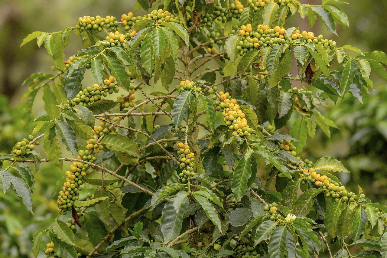 BRASIL MARINA BOTTREL
