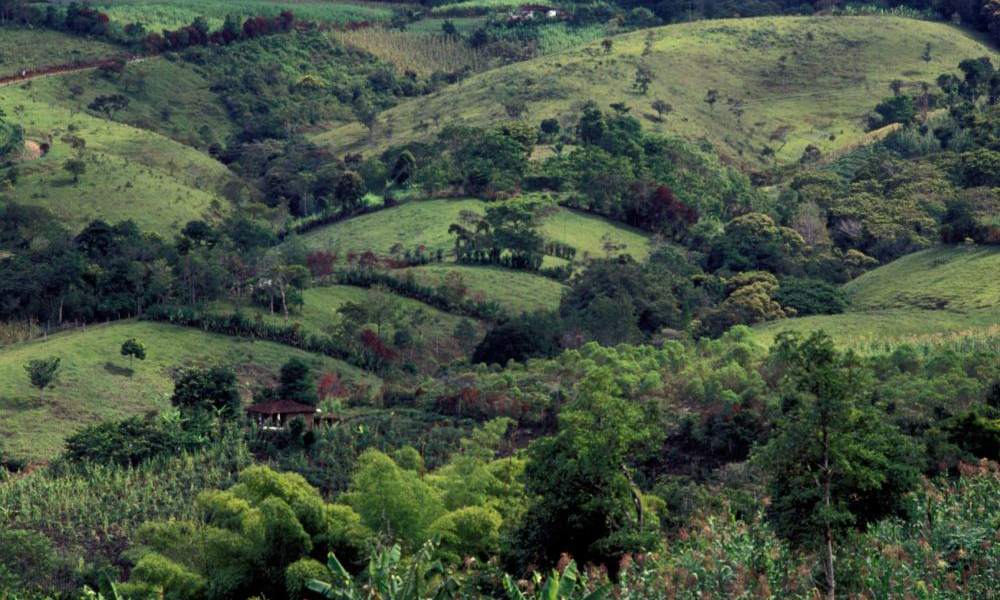 EXÓTICO DEL MES COLOMBIA PAPAYO NATURAL